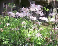 rhododendron canescens 3.jpg